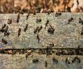 Exterminateur de fourmis à Mirabel