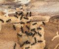 Extermination Mirabel extermination de fourmis