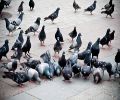 Problème de pigeon