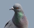 Extermination de pigeon à Mirabel