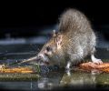 Extermination de rats à Mirabel Problème de rats